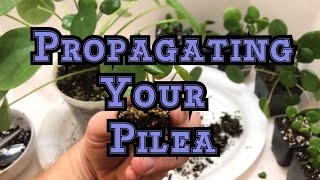 How to propagate Pilea peperomioides  How to propagate remove and repot the new plantlets [upl. by Ecnaret]