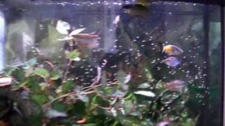 72g Bow Front Aquarium with tropical community fish [upl. by Amir228]