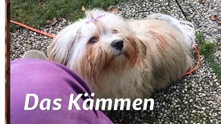 Havaneser Fellpflege Kämmen Havanese grooming [upl. by Egief399]