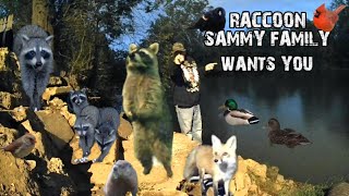 Raccoon Sammy Family Live Cam with some hand feeding [upl. by Aikkan317]