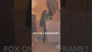 Fox falls off bedframe sigma not clickbait furry fox therian quadrobics alterhuman [upl. by Hardej]