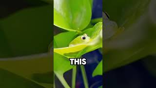 Glass frog shorts interesting facts [upl. by Ennaillek]