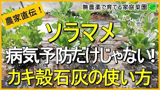 【そら豆栽培】石灰散布で病気予防とアブラムシ対策【有機農家直伝！無農薬で育てる家庭菜園】 23323 [upl. by Dwinnell]