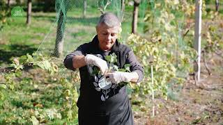 Căpșunile se transplantează toamna Află de ce 🍓🌱 [upl. by Natanoy]