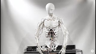 Torso by Clone  Bimanual Android with Artificial Muscles [upl. by Gwenni]