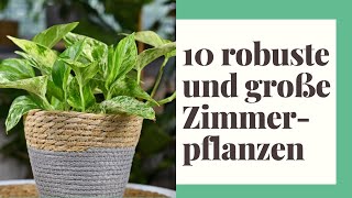 10 robuste und große Zimmerpflanzen  Echte Überlebenskünstler [upl. by Derrick]