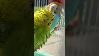 I see EAR kpop cute budgies entertainment viral shorts comedy music bird [upl. by Novelc]