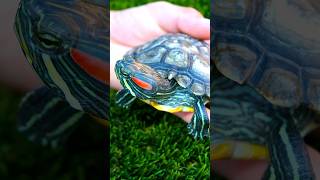 5 Essential Tips for RedEared Slider Turtle Care aquarium aquariumpets aquaticpets turtle [upl. by Lund]