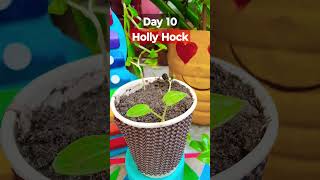 Growing Holly Hock Plant Time Lapse  Seed To Flower Day 10 gardening garden morninglory [upl. by Gadmann]