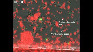 Invasion of the Gene Snatchers Bacterial combat amp spread of antibiotic resistance [upl. by Ahsiled941]