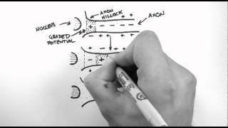 Action Potentials 3  Action Potential Propagation [upl. by Landa]