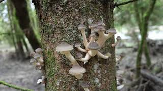 Impressionen aus dem Wald entlang der Isar heute Vormittag [upl. by Adnawot]