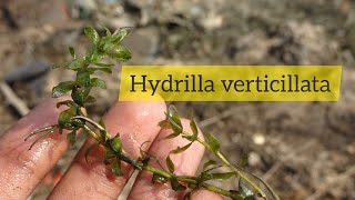 Hydrilla verticillata  Plant we use in Experiment to demonstrate Oxygen evolve in Photosynthesis [upl. by Kila]