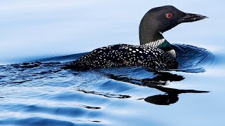 New law expands Maines lead fishing tackle ban aiming to protect loons [upl. by Johnnie]