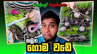 The Most Disgusting Food ASMR Mukbang Videos in The World  අසමජ්ජාති කෑම🤢 Sinhala [upl. by Adnuhs]