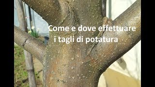 Come e dove fare i tagli di potatura [upl. by Fronniah]