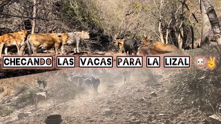 Fui a ver el ganado para la lizal en el chanate🐴🐦‍⬛🤠✌️ [upl. by Dnalro]