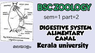 BSC ZOOLOGYCOCKROACHDIGESTIVE SYSTEMarthropodaKerala universitysem1part2മലയാളം [upl. by Egap85]