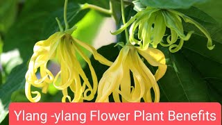 Ylang  ylang plant Cananga odorata Benefits [upl. by Seyer]