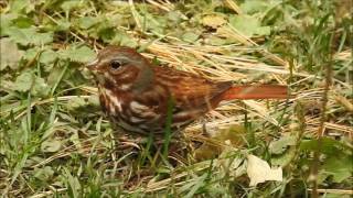 Doublescratching Fox Sparrow in Toronto [upl. by Araccot]