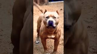 Pitbull dog breed ko ghar me kyo nhi pala jana chaiye shorts pitbull [upl. by Eityak451]