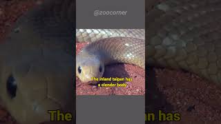 Inland Taipan  The Most Venomous Snake In The World [upl. by Naomi]