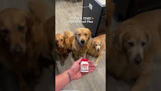 4 Favorite Times of the Day 🥰🐾  Antinol Plus shorts goldenretrievers dogfamily [upl. by Darum]