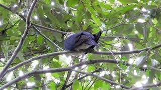 Whiteheaded Pigeon seen at Mill Road in the Moggill Forest [upl. by Quarta514]