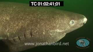 Greenland Sharks underwater stock video footage [upl. by Kieffer]