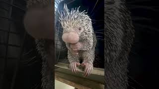 Meet our newest prickly resident Quillow [upl. by Aekal]