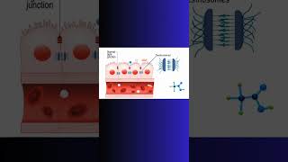 DESMOSOMES and SMALL INTESTINE digestivesystem biochemistry physiology guthealth protein [upl. by Roseann]