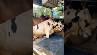 Huge Holstein friesian bull shorts shortsviral ytshorts tending holsteincows cow viralvideo [upl. by Retsehc161]