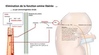 le catabolisme des protides version 2019 [upl. by Portwine]