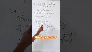 Glycosidic Bond in Nucleic Acid Biology shorts Dr Sams Biology viralbiology biology [upl. by Ennailuj96]