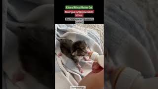 Kittens feeding  Milk replacer  Vetdrugs [upl. by Noet857]