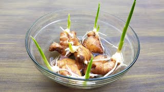 How to grow ginger garlic lemongrass at home [upl. by Haimorej]