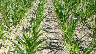 Cover Crop Annual Ryegrass helps suppress weeds [upl. by Narda]