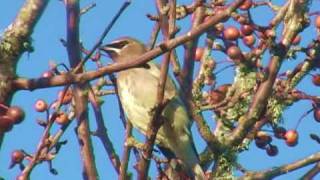 Cedar Waxwings [upl. by Eniak]