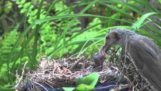 野鳥：ヒヨドリの子育て／Wild Birds Browneared Bulbul [upl. by Azpurua]