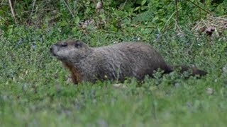 Groundhog eating grass during walking [upl. by Kristof]