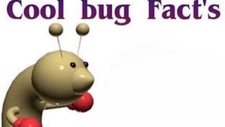 Cool bug Facts [upl. by Ezekiel752]