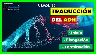 🟢 Traducción del ARN a proteína 🧬【Curso de Biología Molecular】 [upl. by Onitrof483]