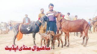 Sahiwal Mandi UpdateSahiwal Mandi ke rate [upl. by Yeslah]