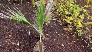 Late fall Washingtonia filifera update  still growing [upl. by Molton]