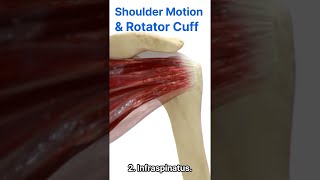 Rotator Cuff Shoulders Dynamic Mover and Stabilizer 회전근개 어깨의 동적 안정과 운동 장치 [upl. by Andi]