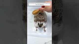 This man rescued a hedgehog stuck in a fence and then this happened animalshorts hedgehog [upl. by Oicanata]