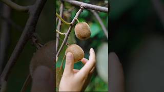 Kiwi 🥝 Fruit Harvesting Picking shorts fruit satisfying [upl. by Scarface79]