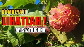 LIHATLAH ‼️ Ramainya Lebah Apis amp Trigona di Bunga Dombeya flower that bees like the most dombeya [upl. by Annahgiel]