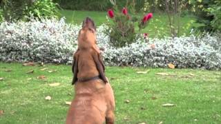 Sad Bloodhound Howling [upl. by Dusa]