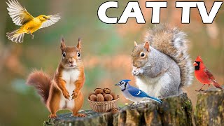 CAT AND DOG TV 🐶😸 Squirrel And Bird Entertain Your Pets 🐿🦜 TV FOR CAT To Relax Play And Learn 🌻 [upl. by Newcomer689]